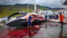 Islandia ha concedido una licencia a la última compañía ballenera de Europa para matar más de 100 ejemplares.