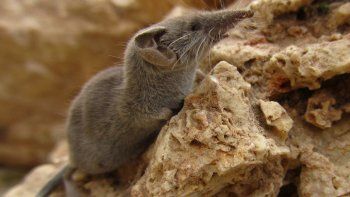 Los investigadores encontraron ARN viral en más de una cuarta parte de 262 musarañas, un pequeño ratón de hocico alargado que parece ser el principal huésped. Los investigadores encontraron ARN viral en más de una cuarta parte de 262 musarañas, un pequeño ratón de hocico alargado que parece ser el principal huésped.