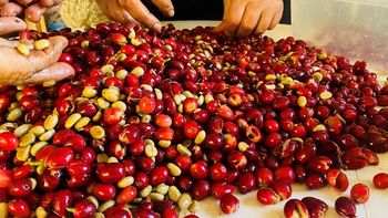 Desde Mar del Plata y Tucumán desarrollan un producto premium que puede competir a nivel internacional. Desde Mar del Plata y Tucumán desarrollan un producto premium que puede competir a nivel internacional.