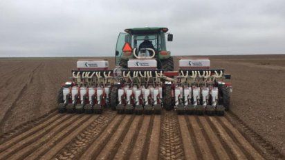 Innovación en el agro: los beneficios del cultivo de cebollas híbridas