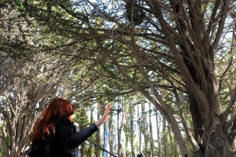 @CFKArgentina: Los árboles son sagrados, no se tocan, por lo menos acá en Calafate, por eso se va a llamar Anfiteatro del Bosque.