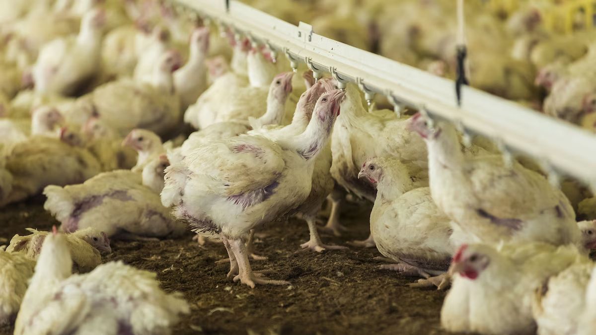 Los productores avícolas lanzaron una fuerte advertencia al presidente Javier Milei acerca de la dramática crisis que vive el sector: “Vacunar o quebrar”. Los productores avícolas lanzaron una fuerte advertencia al presidente Javier Milei acerca de la dramática crisis que vive el sector: “Vacunar o quebrar”.