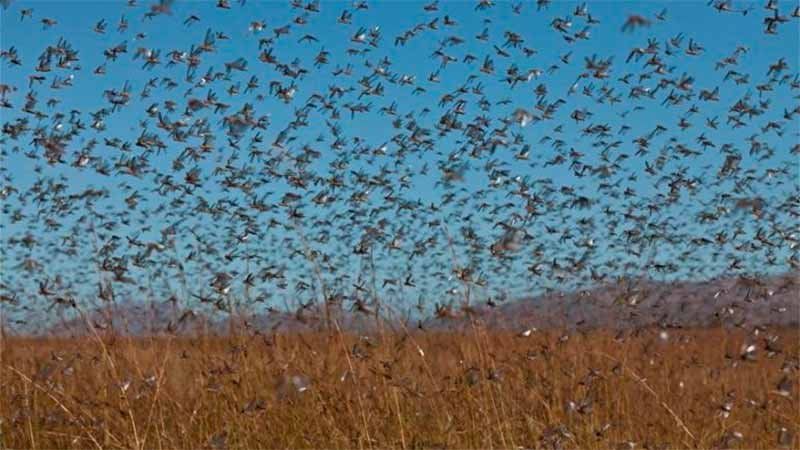 El campo y otra potencial plaga. El campo y otra potencial plaga. 