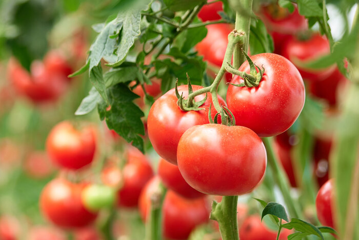 Sistema agro alimentario de Argentina en riesgo por un dólar atrasado y elevada presión tributaria Sistema agro alimentario de Argentina en riesgo por un dólar atrasado y elevada presión tributaria