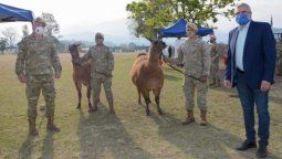 altText(Tecnología de punta (¿?): Argentina refuerza su ejército con 20 llamas para carga (¡...!))}