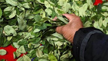 Legalizar las hojas de coca: el proyecto de ley en Diputados