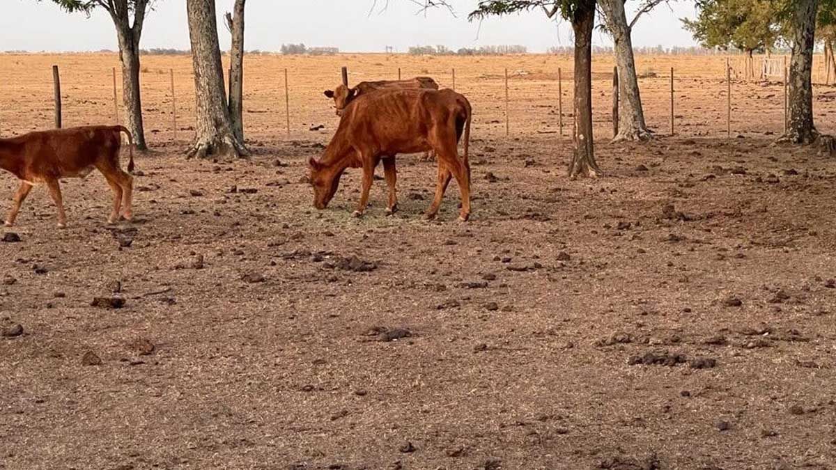 Formosa, a contramano de Bahía Blanca: Sequía extrema y desesperación