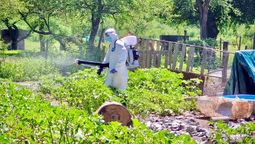 Desinfección del Senasa en zonas de producción avícola. (Foto: Senasa)