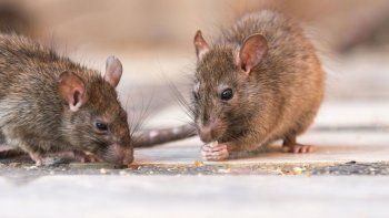 Otra muerte por hantavirus en el país, Otra muerte por hantavirus en el país,