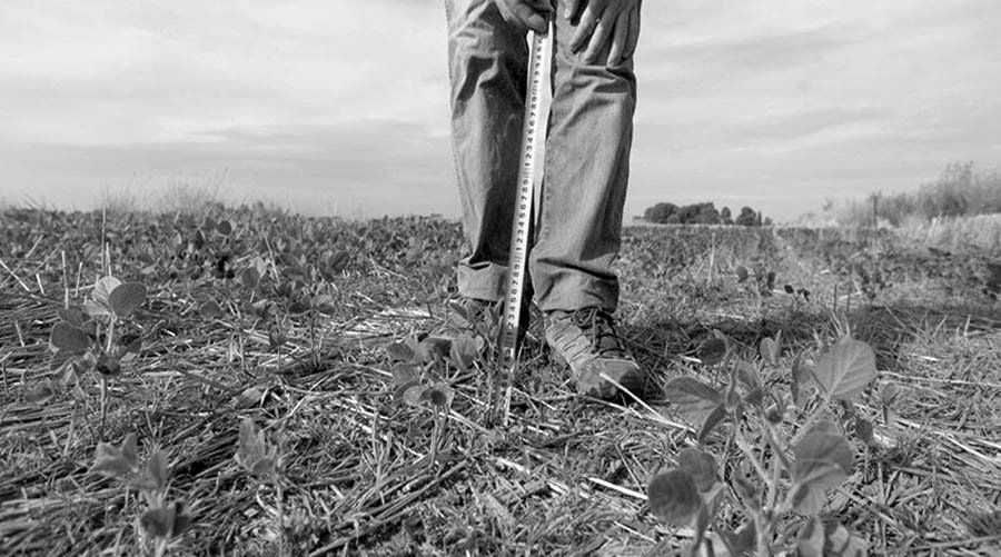 Desde la Bolsa de Comercio de Rosario pronosticaron para los próximos días