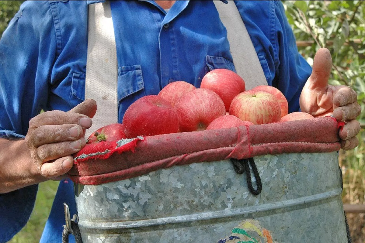 "No somos caros porque somos ineficientes, sino porque tenemos un Estado muy presente que nos ha consumido", se quejan los productores, que afirman que as&iacute; no pueden competir con las manzanas de pa&iacute;ses como Chile y piden restringir su ingreso al pa&iacute;s.