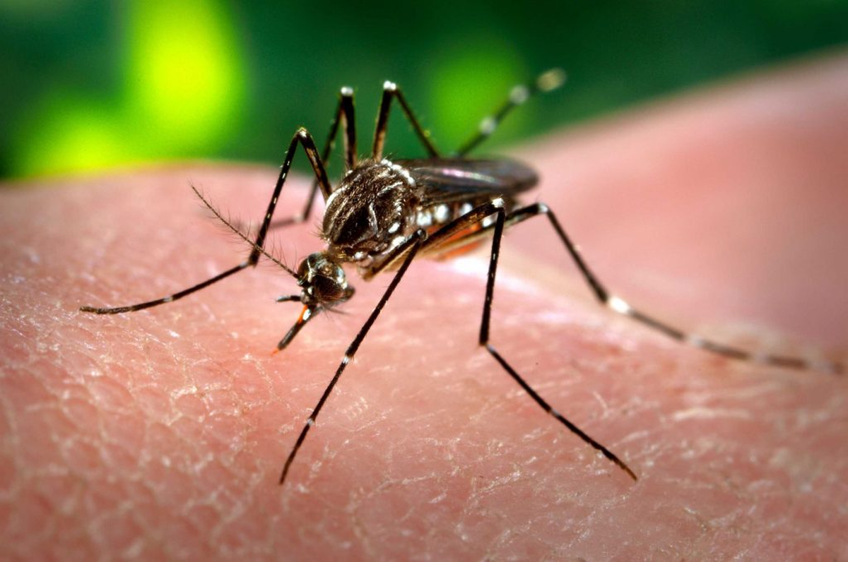 El chikungunya es parecido al dengue pero con mucho más dolor articular. El chikungunya es parecido al dengue pero con mucho más dolor articular.