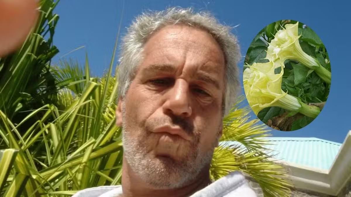 'Droga zombie: nuevos correos electrónicos de los archivos de Epstein mencionan una planta tóxica, guardada en la propiedad del financista, que afecta la memoria y la voluntad. La DEA encontró vestigios del vegetal en la Ketamina que Jeffrey Epstein usaba para drogar a sus víctimas 'Droga zombie: nuevos correos electrónicos de los archivos de Epstein mencionan una planta tóxica, guardada en la propiedad del financista, que afecta la memoria y la voluntad. La DEA encontró vestigios del vegetal en la Ketamina que Jeffrey Epstein usaba para drogar a sus víctimas 