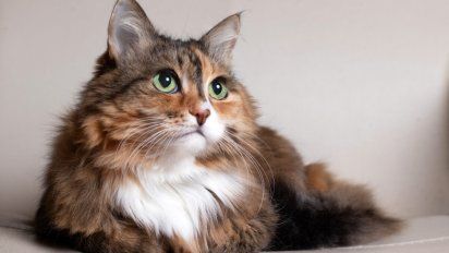 Los gatos ahora son ¿el mejor amigo del hombre?