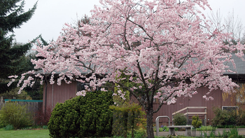 Cuando los prunus (ciruelos, durazneros, almendros, nogales, etc.) hacen ver sus leños florecidos, los argentinos sabemos que la primavera está en ciernes. Aquí, uno, en las veredas de Buenos Aires Cuando los prunus (ciruelos, durazneros, almendros, nogales, etc.) hacen ver sus leños florecidos, los argentinos sabemos que la primavera está en ciernes. Aquí, uno, en las veredas de Buenos Aires