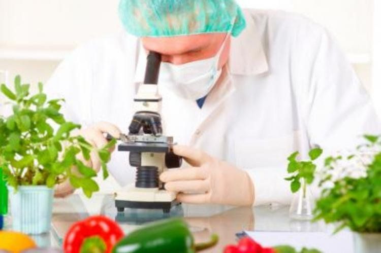alimentos_geneticamente_medificados.jpg