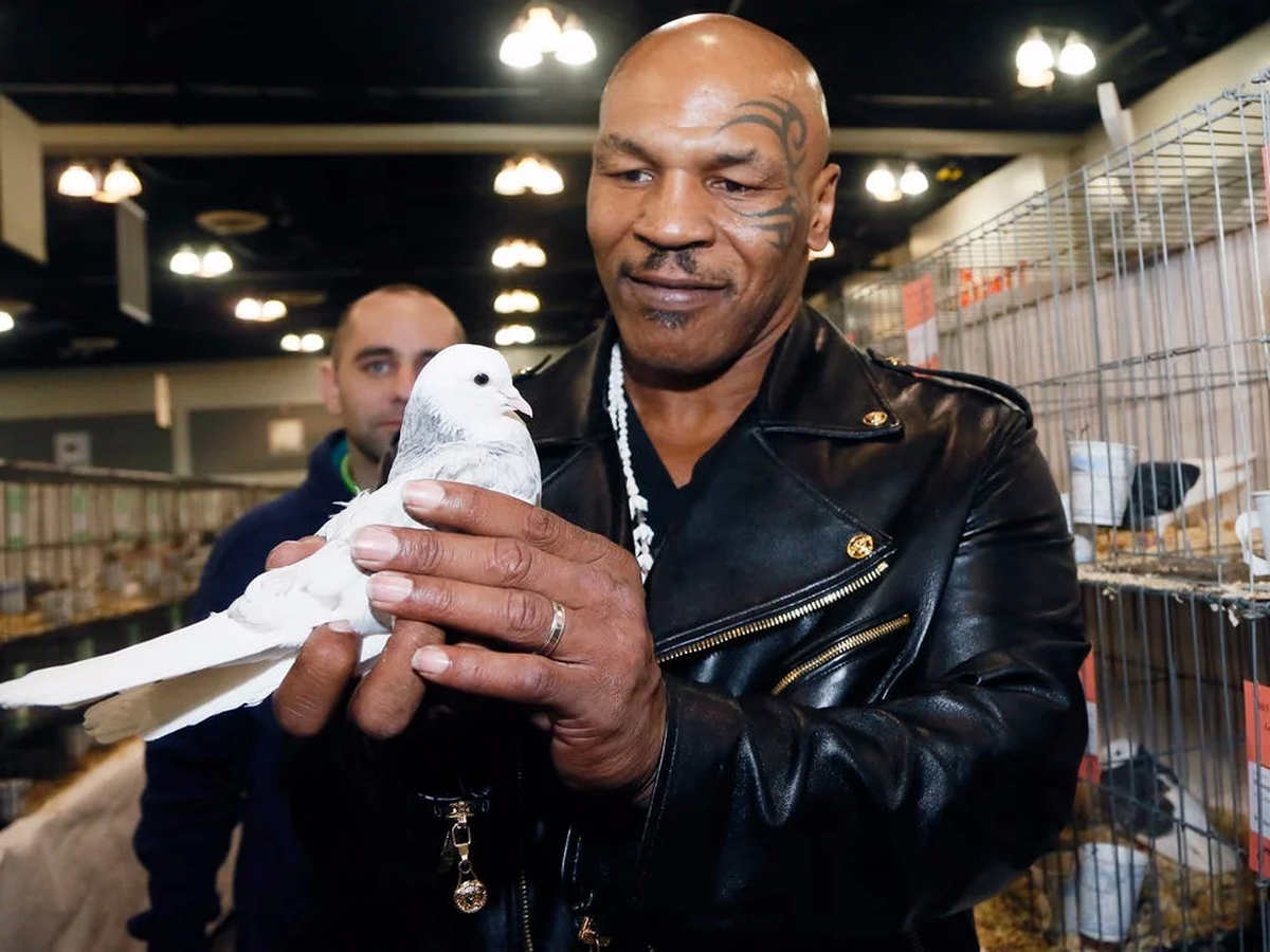 Mike Tyson has loved pigeons since he was nine years old, claiming they were an escape from the bullying he endured as a child for being overweight.