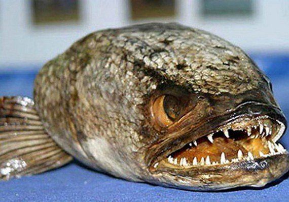 Pescado podrido: Dicen que "Casa Rosada" está distribuyendo gastronomía en mal estado. Pescado podrido: Dicen que "Casa Rosada" está distribuyendo gastronomía en mal estado.