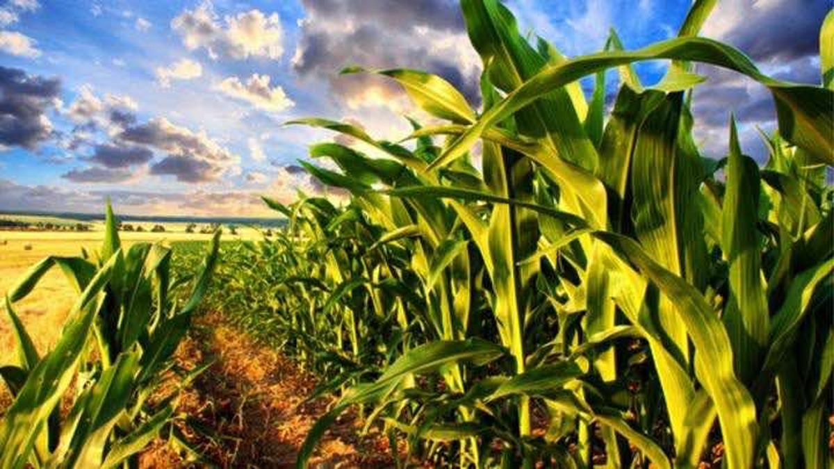 El desplante de las 2 multinacionales a la tradicional "Pizarra" a la hora de cerrar negocios con maíz resulta un duro golpe al comercio cerealista.