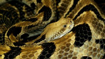 escandalo: massachusetts poblara una isla con serpientes venenosas escandalo: massachusetts poblara una isla con serpientes venenosas