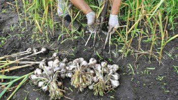 Complicados los productores mendocinos. 