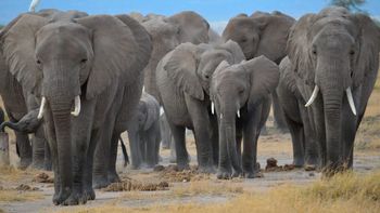 Senado, cementerio de elefantes. Senado, cementerio de elefantes.