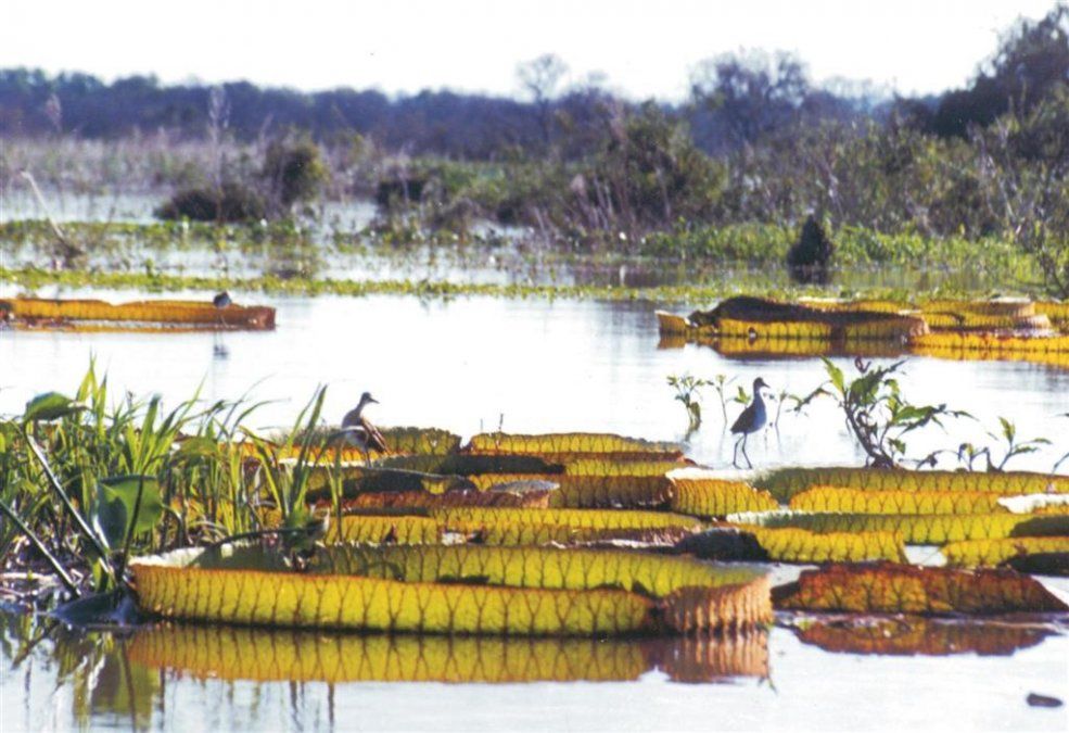 ¿Quién está alterando el ecosistema del Delta del Paraná en Entre Ríos?