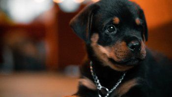 La verdad detrás de los secuestros de animales. La verdad detrás de los secuestros de animales.