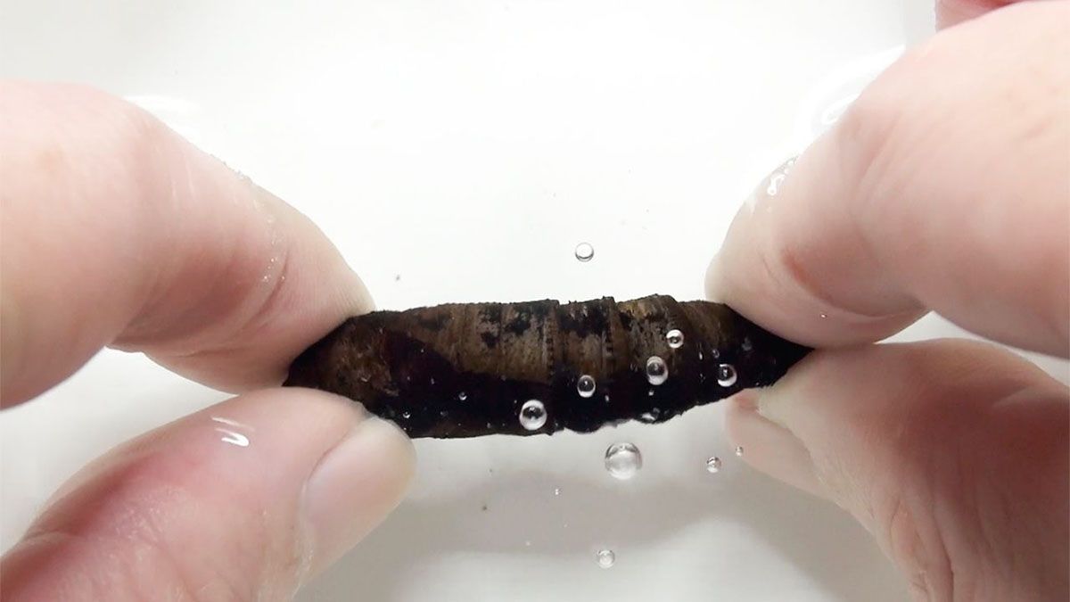 Un grupo de científicos descubrió que los insectos imitan el ruido de las serpientes para defenderse de los depredadores. Un grupo de científicos descubrió que los insectos imitan el ruido de las serpientes para defenderse de los depredadores.