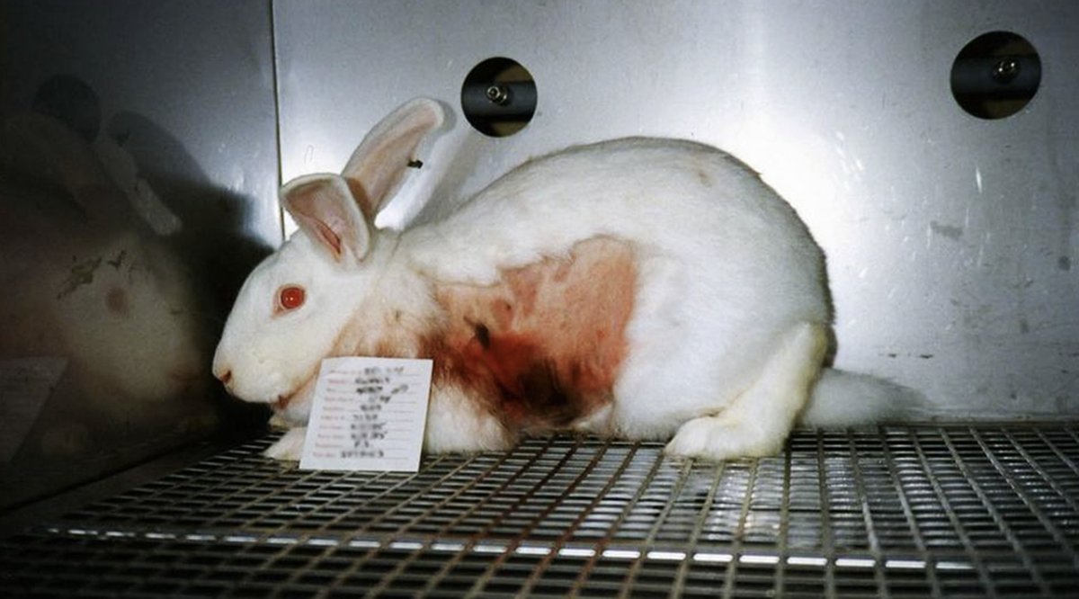 Un proyecto busca terminar con la crueldad animal.