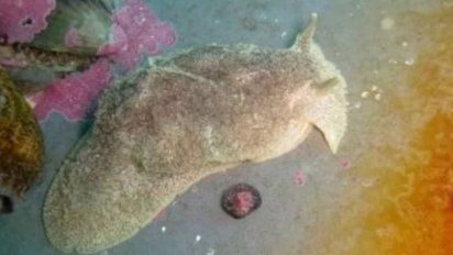'Babosa mata perros' aniquiló a tres mascotas en la Costa