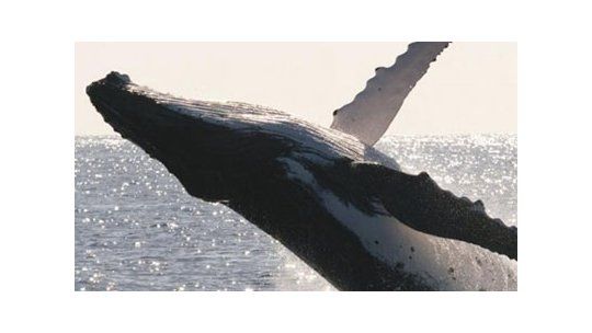 Siete ballenas francas australes aparecieron muertas en la costa de Puerto Madryn en pocos días. Los investigadores intentan determinar las causas.