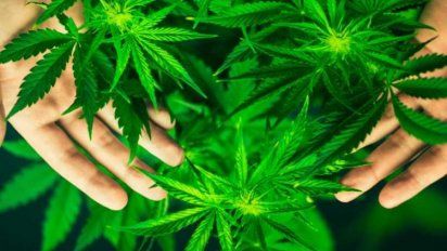 Cannabis: Gran reductor del daño nervioso que provoca la quimioterapia, según nuevo estudio