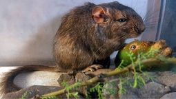 Ciencia: Este es el nuevo roedor que descubrió el CONICET. Ciencia: Este es el nuevo roedor que descubrió el CONICET.