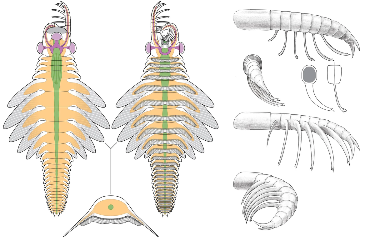 Mosura fentoni, un depredador marino de 6 cm con tres ojos y cuerpo segmentado, dejó shockeados a los científicos, revelando que la diversidad evolutiva del Cámbrico era más compleja de lo que pensaban. Mosura fentoni, un depredador marino de 6 cm con tres ojos y cuerpo segmentado, dejó shockeados a los científicos, revelando que la diversidad evolutiva del Cámbrico era más compleja de lo que pensaban.