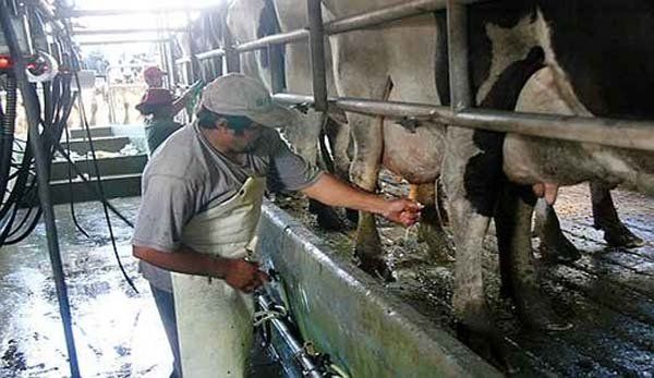 En la Argentina está la leche más barata del mundo.