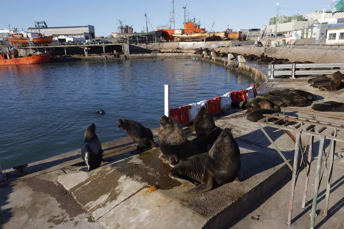 El Senasa confirmó que los decesos en los puertos de Mar del Plata y Quequén se produjeron por gripe aviar.