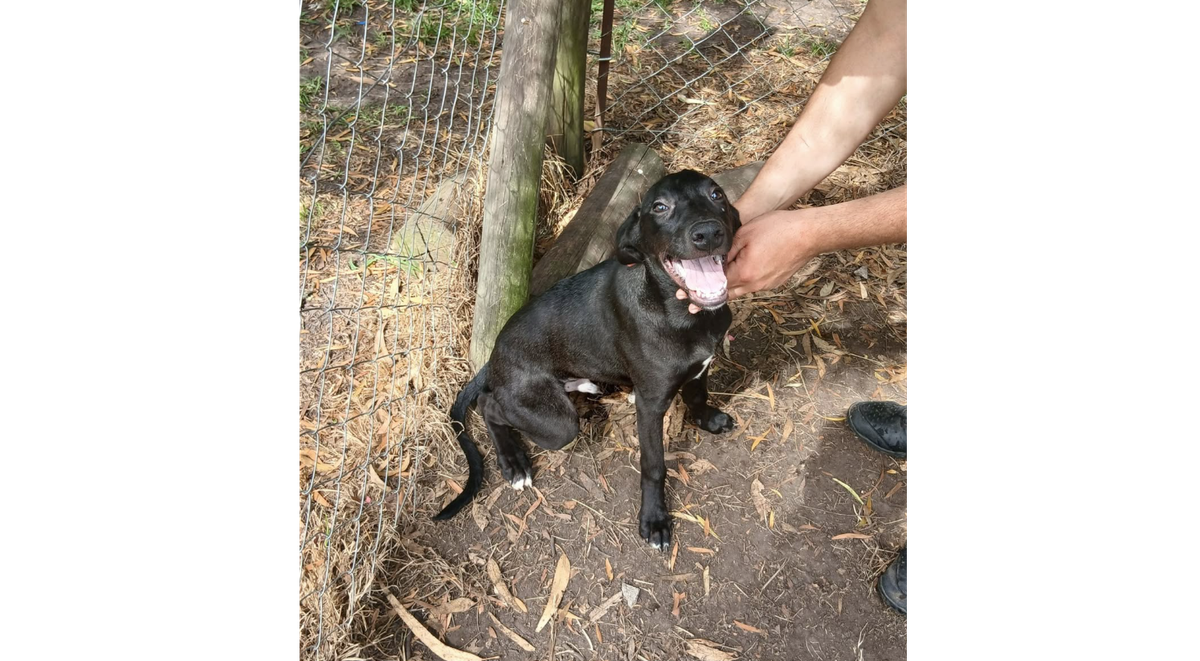 Mediante las redes sociales el refugio Mediante las redes sociales el refugio