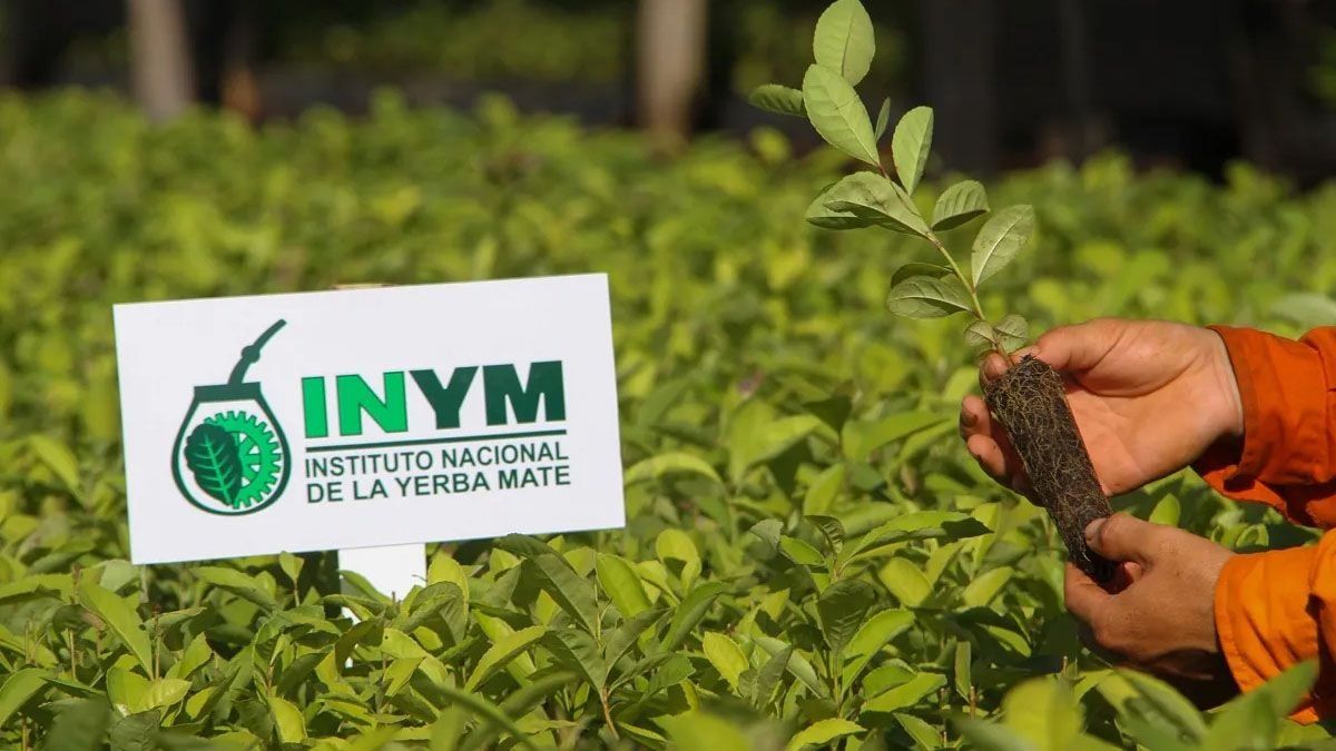 Arranca el nuevo Instituto Nacional de Yerba Mate. Arranca el nuevo Instituto Nacional de Yerba Mate. 