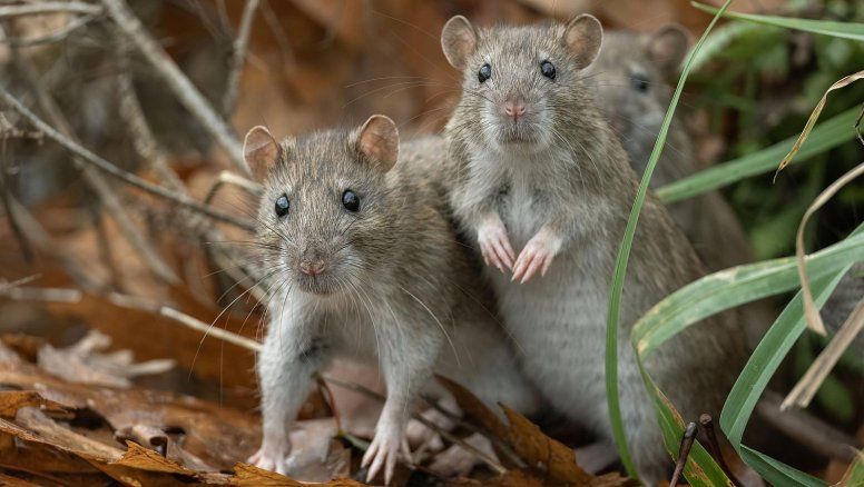 Alerta sanitaria en Rosario: El hantavirus circula y piden extremar cuidados