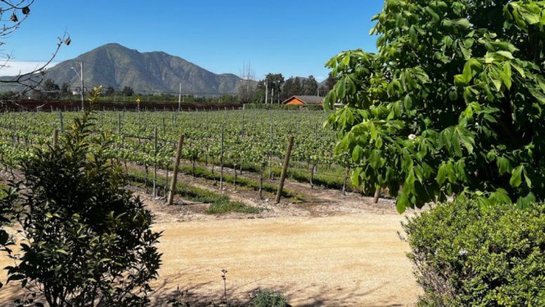 Los 3 mejores tours de vinos para hacer en Argentina, Chile y Uruguay