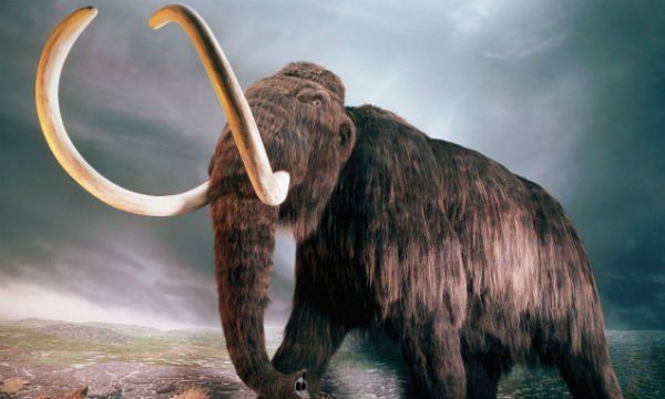 mamut.jpg
