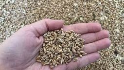 altText(Ucrania denuncia que Rusia vende su cereal en Türkiye )}