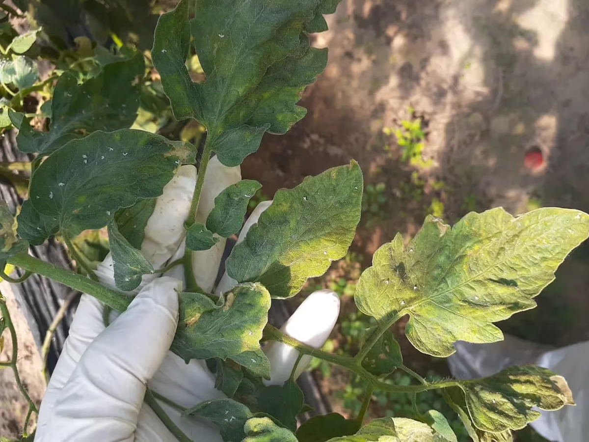 Alerta fitosanitaria: SENASA descubrió el virus rugoso del tomate en Entre Ríos. Alerta fitosanitaria: SENASA descubrió el virus rugoso del tomate en Entre Ríos.