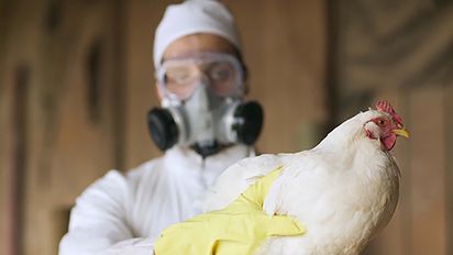 Gripe aviar muta en USA: Alerta global por 1er caso humano grave