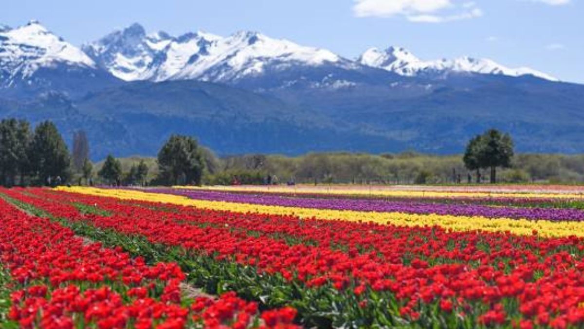 Trevelin es conocido por sus tulipanes. Imagen: Google. Trevelin es conocido por sus tulipanes. Imagen: Google.