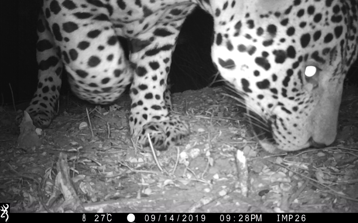 El monitoreo y los registros a través de cámaras son necesarios para la protección y la conservación del yaguareté. El monitoreo y los registros a través de cámaras son necesarios para la protección y la conservación del yaguareté.