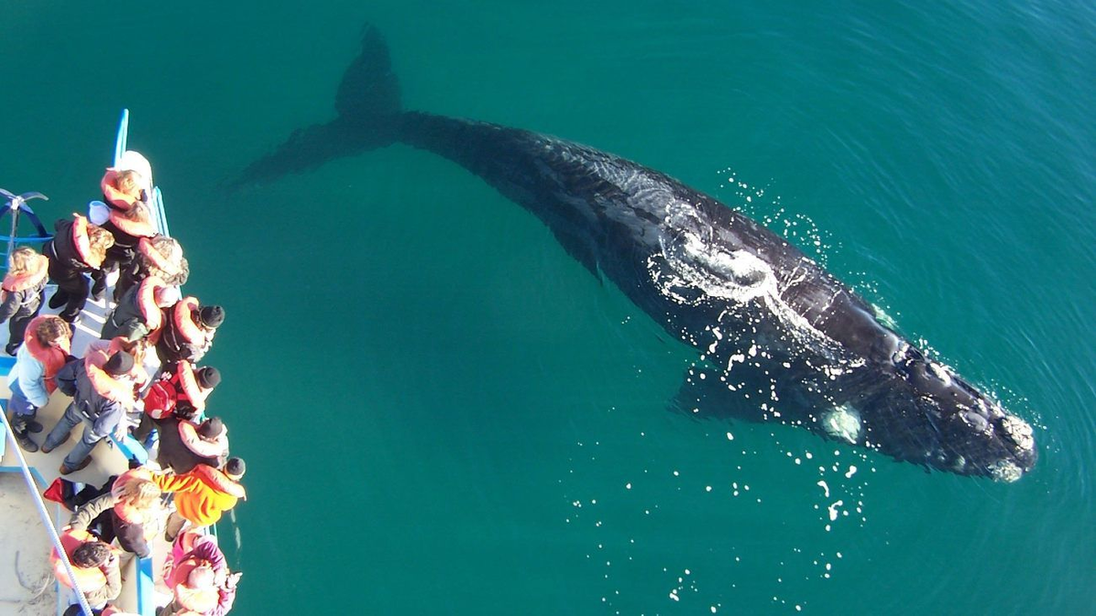 En Chubut, Puerto Madryn es el destino más elegido para conocer las ballenas.