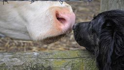 ElDía Mundial del Veganismo se celebra todos los 1 de noviembre de cada año yAmérica Latina ya tiene nuevas leyes en Colombia, Brasil y México.