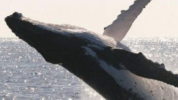 7 Ballenas muertas en Puerto Madryn: Investigan una posible causa